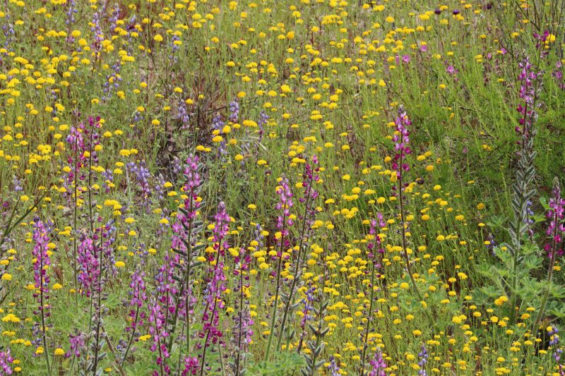 Wildflower Landscaping detail