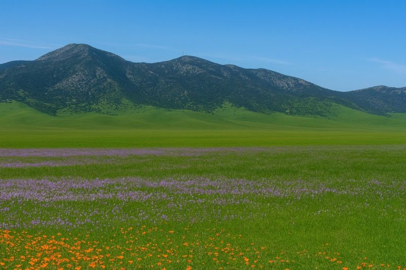 Wildflower Landscaping detail